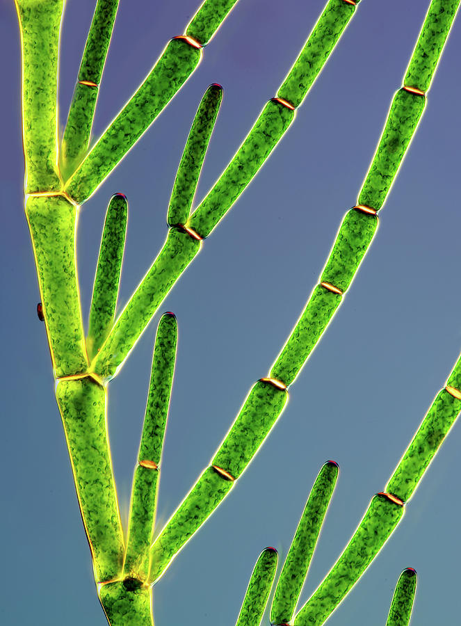 Cladophora Green Algae Photograph by Marek Mis/science Photo Library