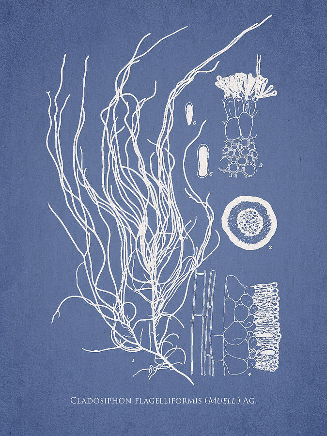 Nature Digital Art - Cladosiphon flagelliformis by Aged Pixel