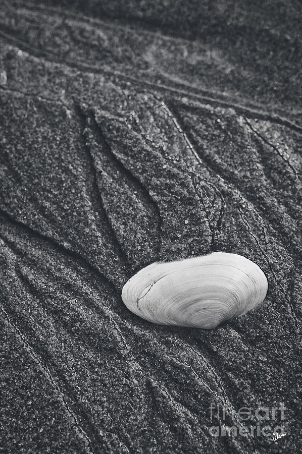Clam Shell Photograph by Alana Ranney