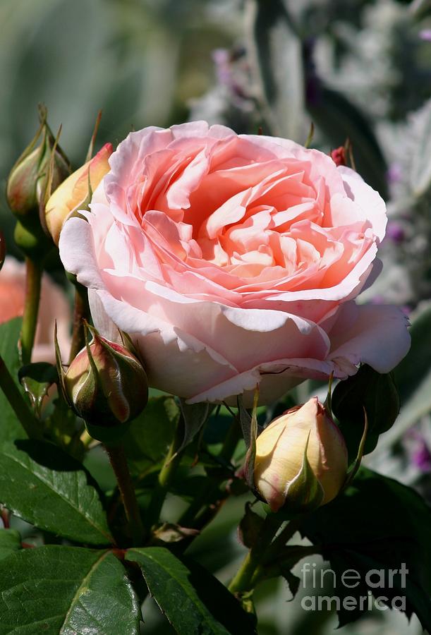 Clair Renessance rose Photograph by Susanne Baumann