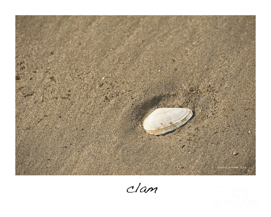 Clam  Photograph by Artist and Photographer Laura Wrede
