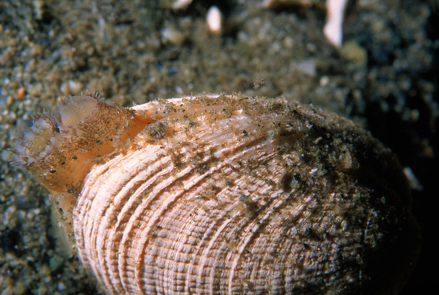 Clam Photograph by Nancy Sefton