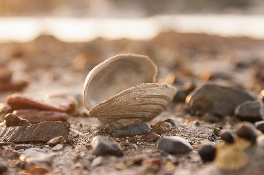 Clam Shell 2 Photograph by Kristen Mohr - Fine Art America