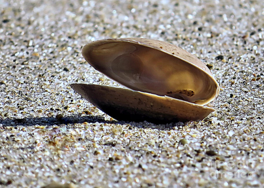 Clam Shell Photograph by Janice Drew