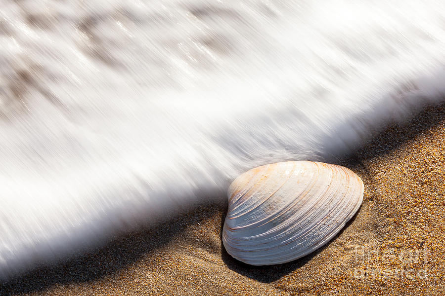 Winter Photograph - Clam Shell by Susan Cole Kelly