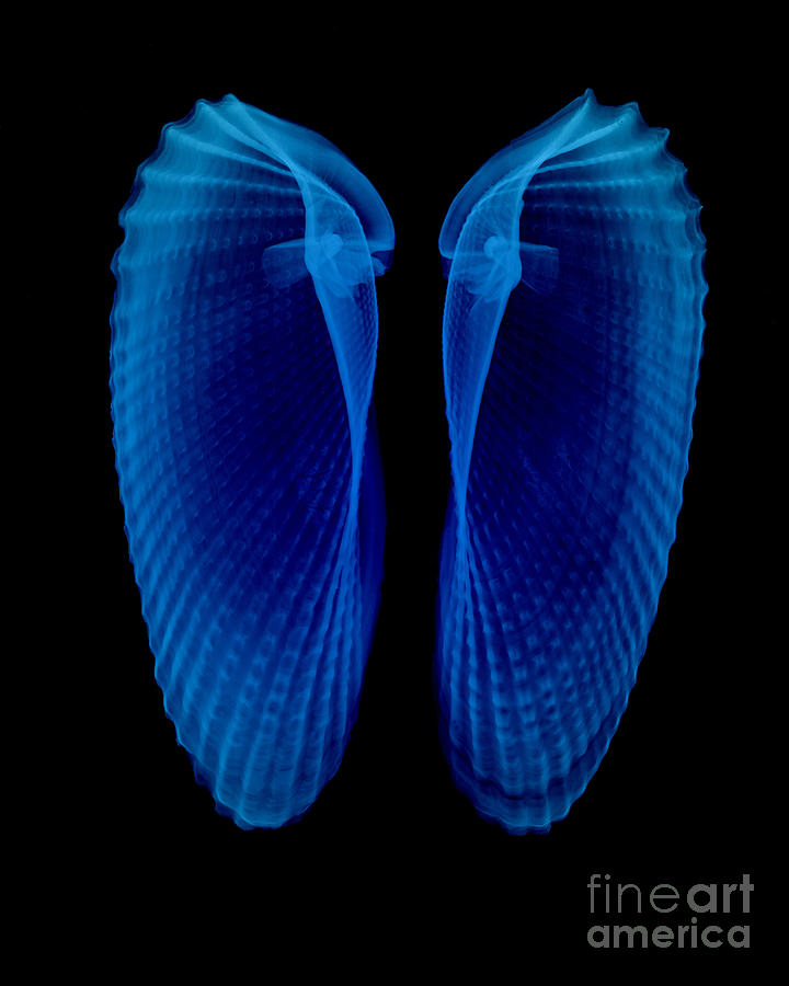 Shell Photograph - Clam Shells X-ray by Bert Myers