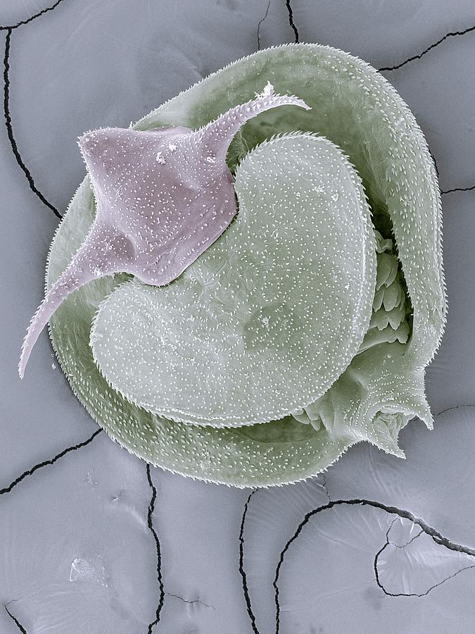 Animal Photograph - Clam Shrimp Larva by Petr Jan Juracka