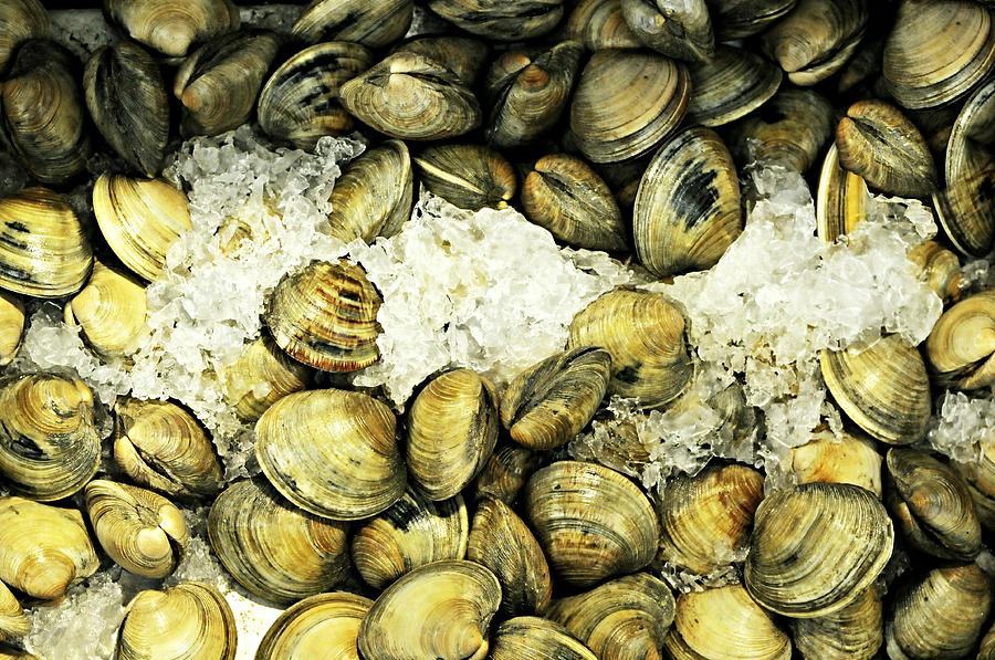 Clams on Ice Photograph by Diana Angstadt - Fine Art America