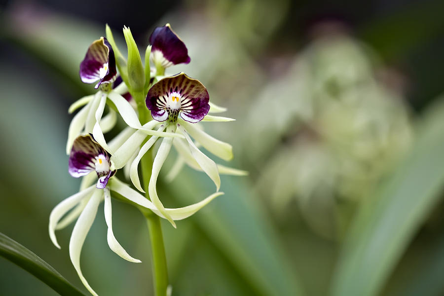 Clamshell Orchid Photograph by Hal Horwitz