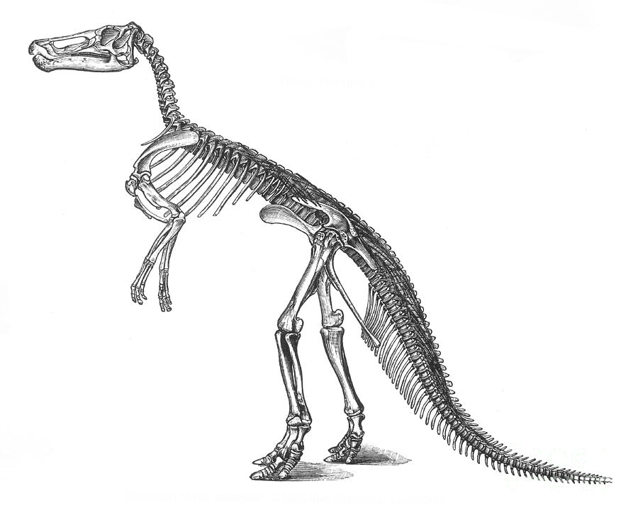 Claosaurus, Cretaceous Dinosaur Photograph by Science Source