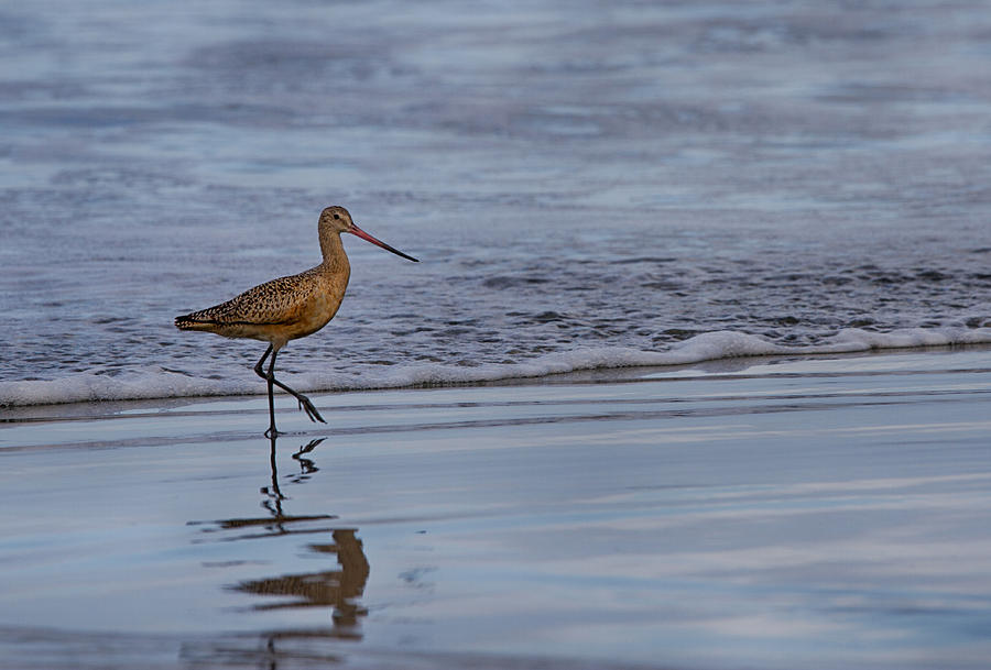 Bird Photograph - Clapper Rail On The Beach by Robert Woodward