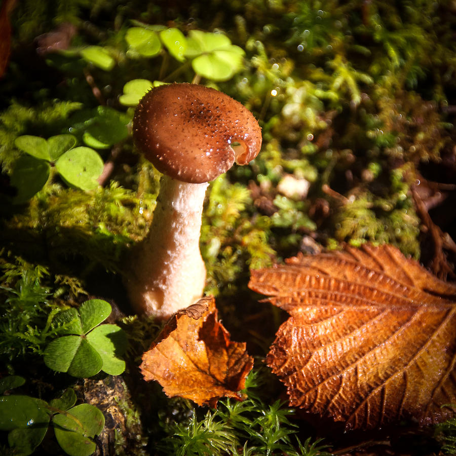 Clare Glens Mushroom Photograph by Mark Callanan