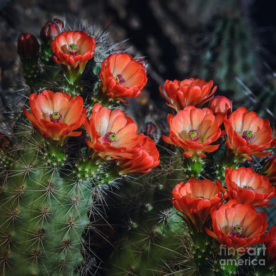 Claret Cup Cactus 2 Photograph by Tamara Becker