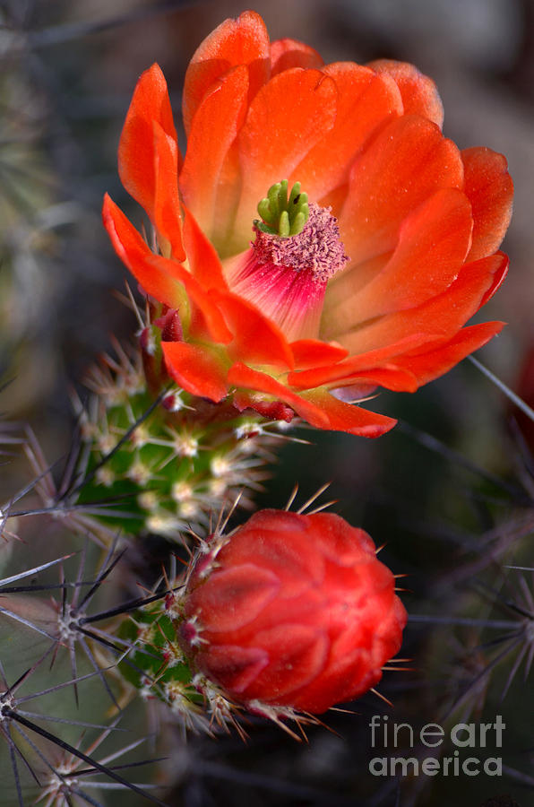 Claret Cup Cactus Photograph by Deb Halloran