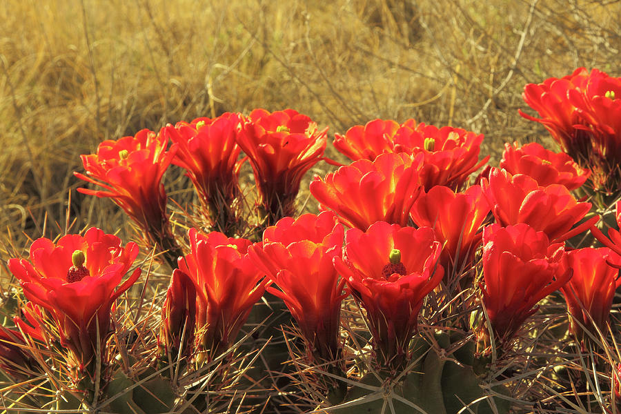 Claret Cup Cactus Flowers Photograph by A. V. Ley