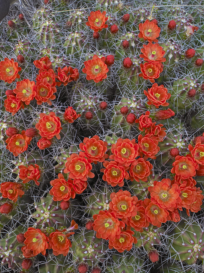Claret Cup Cactus Flowers Detail Photograph by Tim Fitzharris