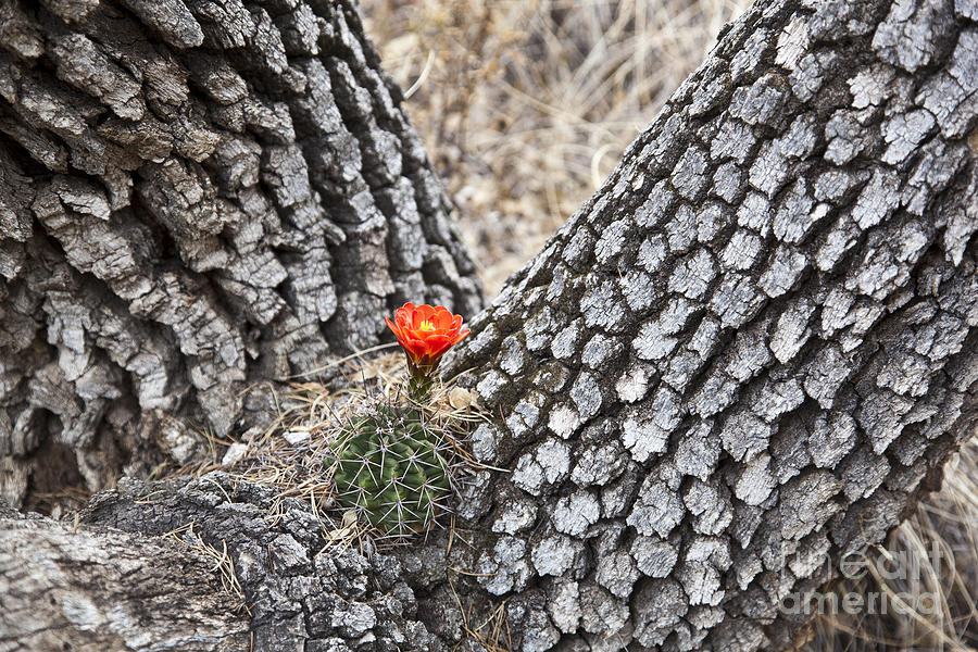 Claret Cup Cactus Photograph by Greg Dimijian