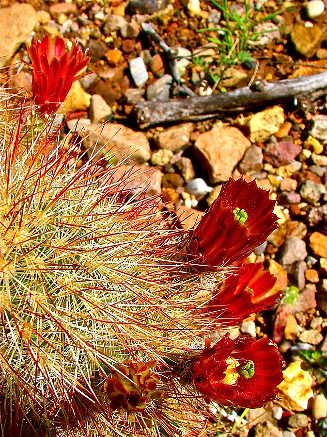 Claret Cup Cactus on Panther Junction Nature Trail in Big Bend National Park-Texas Photograph by Ruth Hager