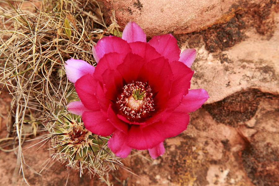Claret Cup Cactus on Red Rock in Sedona Photograph by Alan Vance Ley