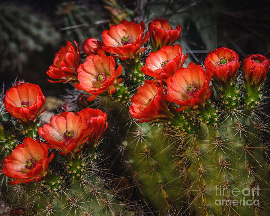 Claret Cup Cactus Photograph by Tamara Becker