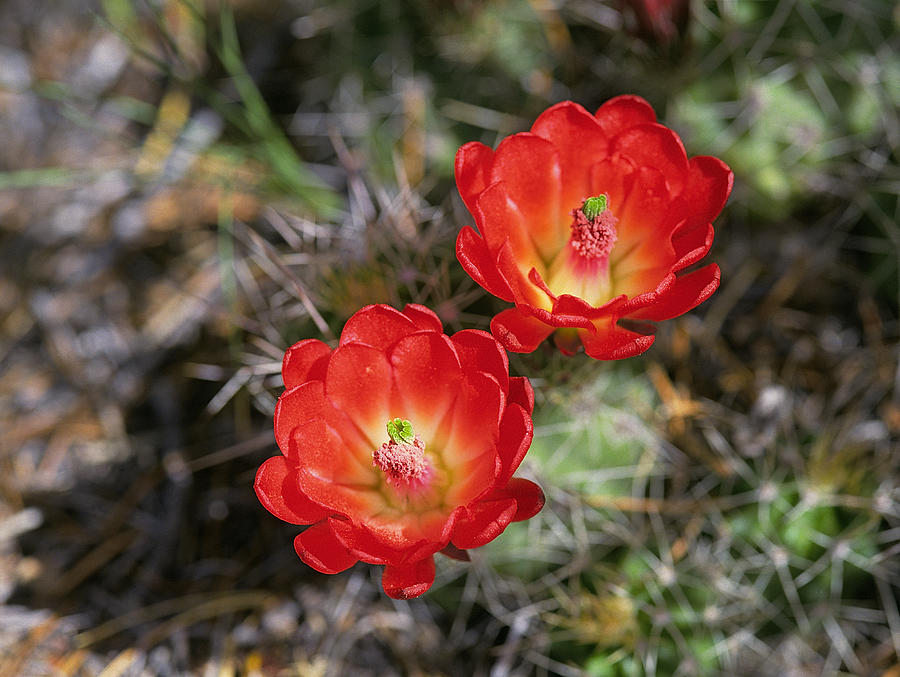 Claret Cup Hedgehog Cactus Photograph by Buddy Mays