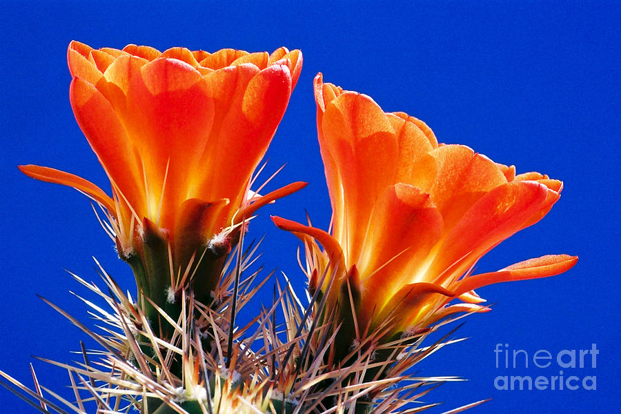 Cactus Photograph - Claret Cup On Blue by Douglas Taylor Cactus Photograph - Claret Cup On Blue by Douglas Taylor