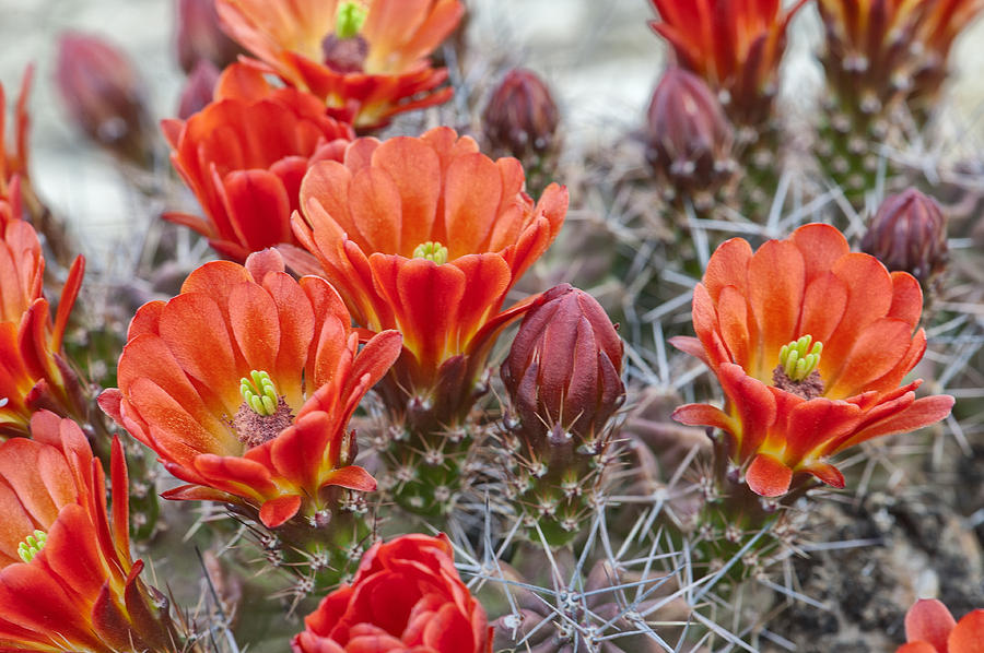 Claret Cups in Bloom Photograph by Melany Sarafis