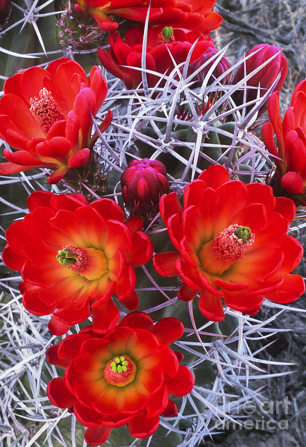 Claretcup Cactus in Bloom Wildflowers Photograph by Dave Welling