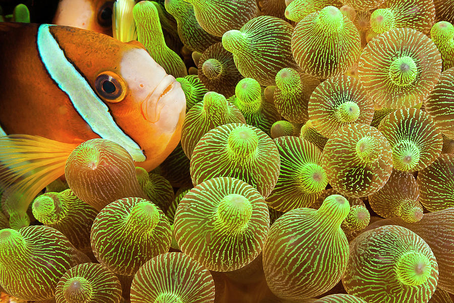 Clark S Anemonefish  Amphiprion Clarkii Photograph by Dave Fleetham