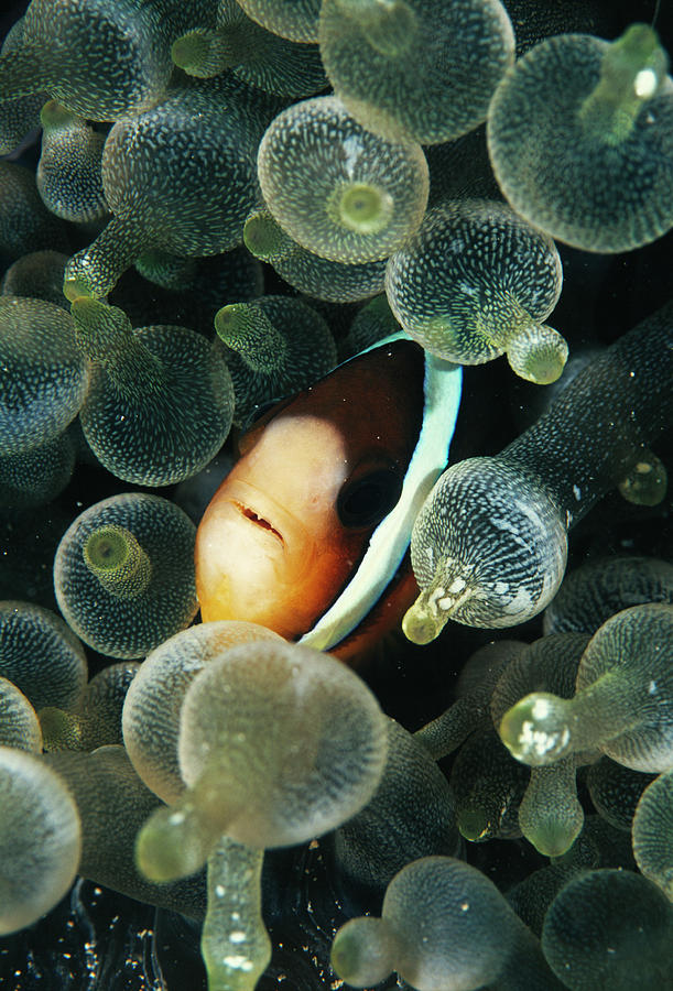 Clark's Anemonefish by Matthew Oldfield/science Photo Library