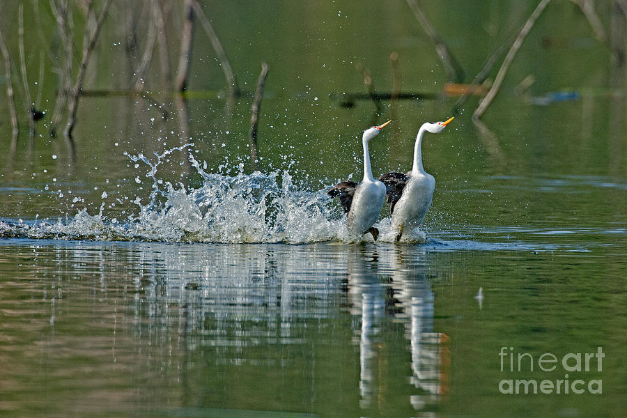 Clarks Grebes Dancing Photograph by Anthony Mercieca