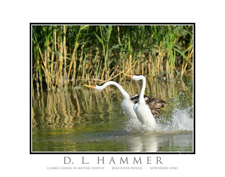 Clarks Grebes in Mating Display Photograph by Dennis Hammer