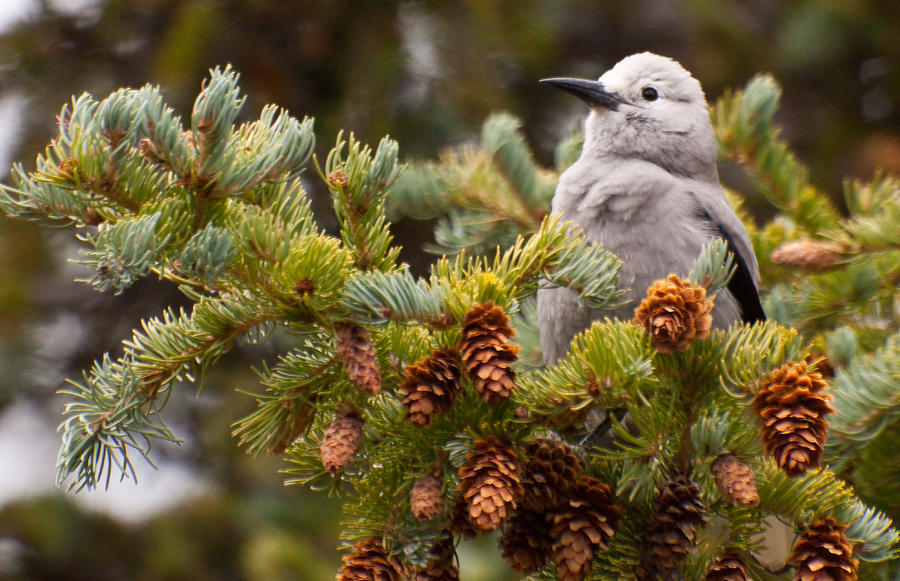 Clarks Nutcracker in Pine Tree Photograph by Natural Focal Point Photography