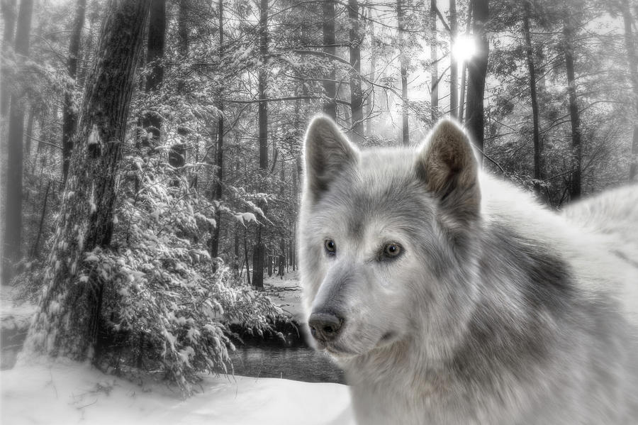 Clarks Wolf Photograph by Lori Deiter