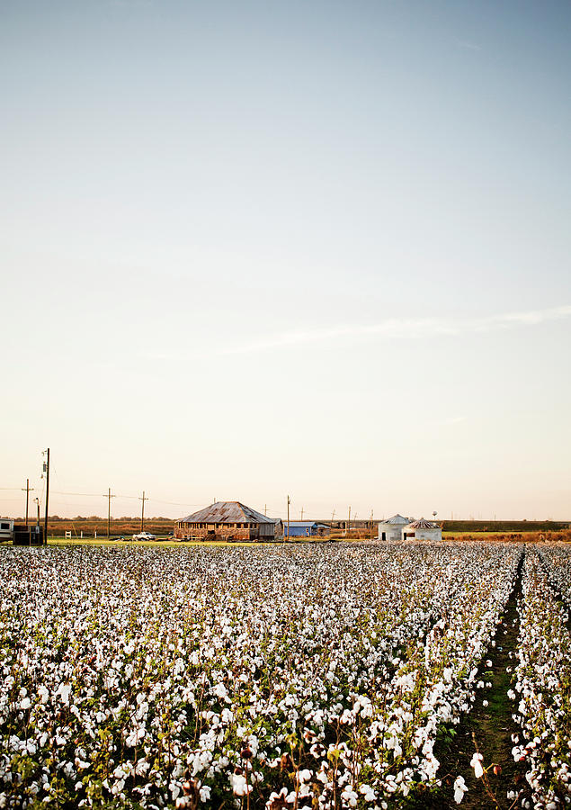 Clarksdale, Mississippi, Usa. Cotton Photograph by David Hanson Fine