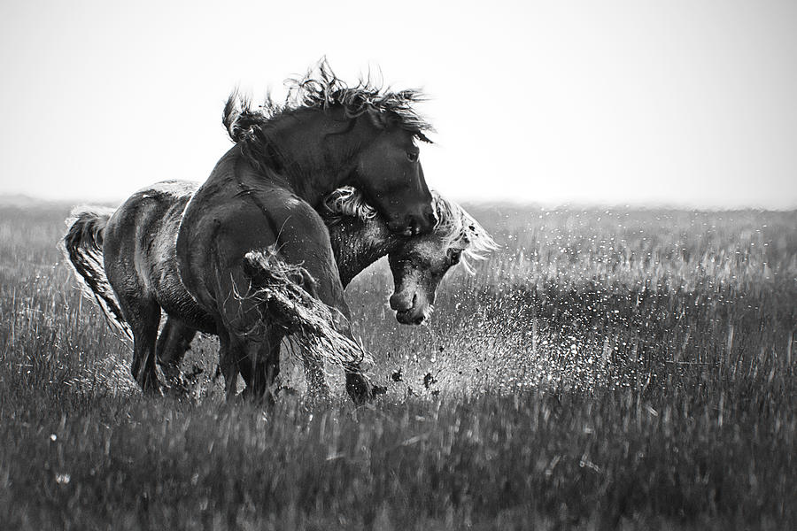 Clash of Two Wild Stallions Photograph by Bob Decker