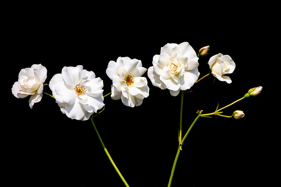 Classic and minimalist white roses on black Photograph by Matthias Hauser