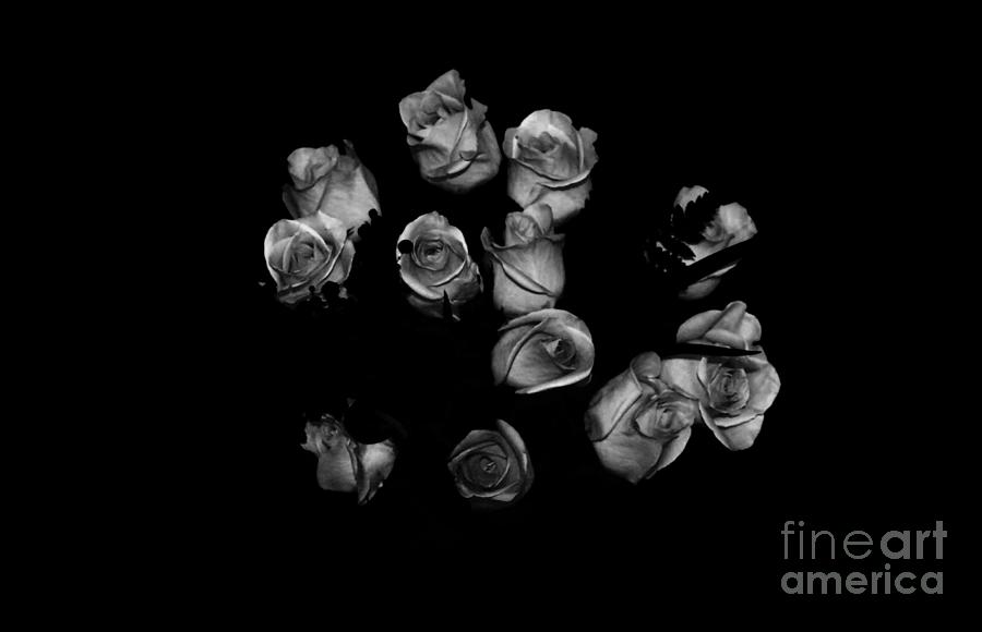 Classic Black Roses Photograph by Oksana Semenchenko