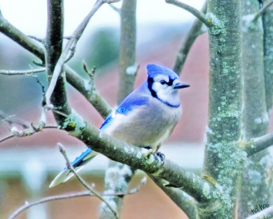 Classic Bluejay Photograph by Hal Halli