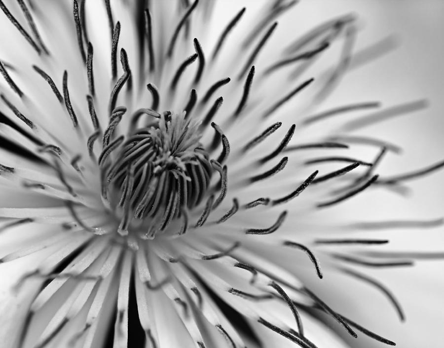 Black And White Photograph - Classic Clematis by Debbie Oppermann
