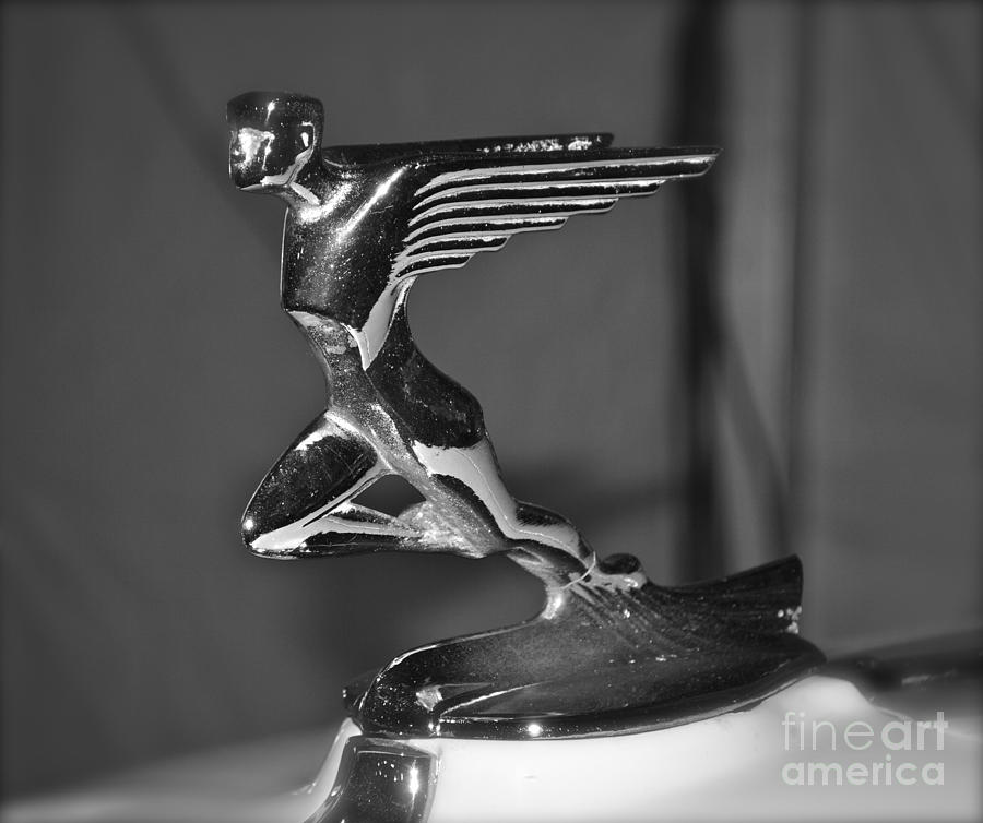 Classic Emblem in black and white Photograph by Pamela Walrath