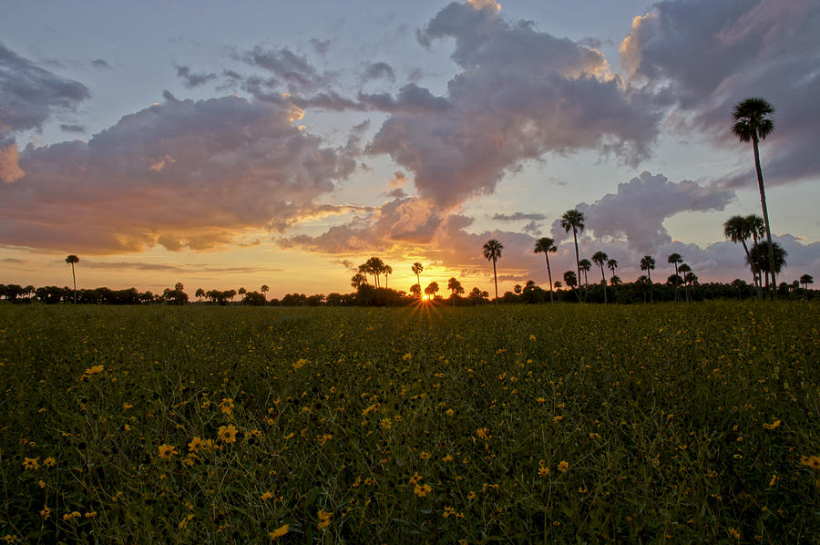Classic Florida Sunset Photograph by Brian Kamprath