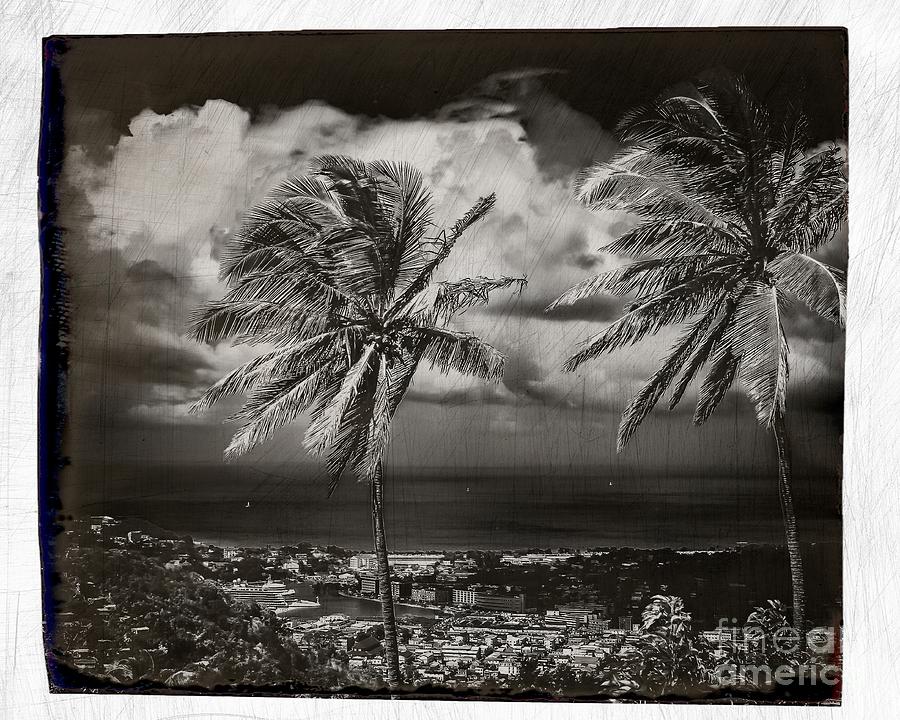 Classic Island Palms Photograph by Perry Webster