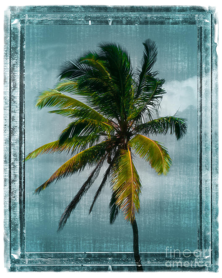 Classic Palm Photograph by Perry Webster