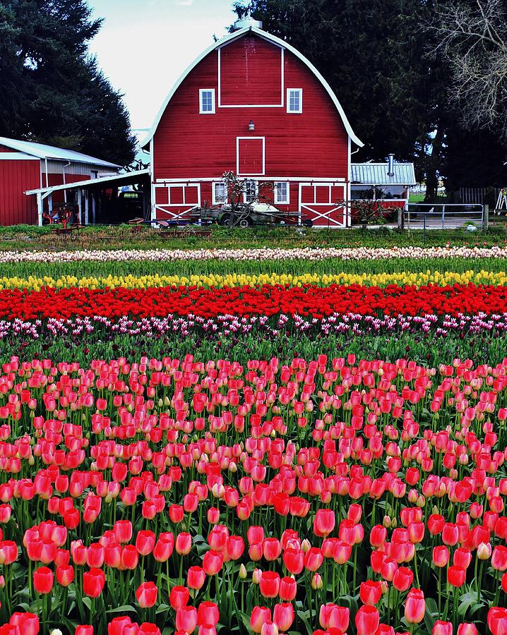 Classic Red Barn Photograph by Benjamin Yeager