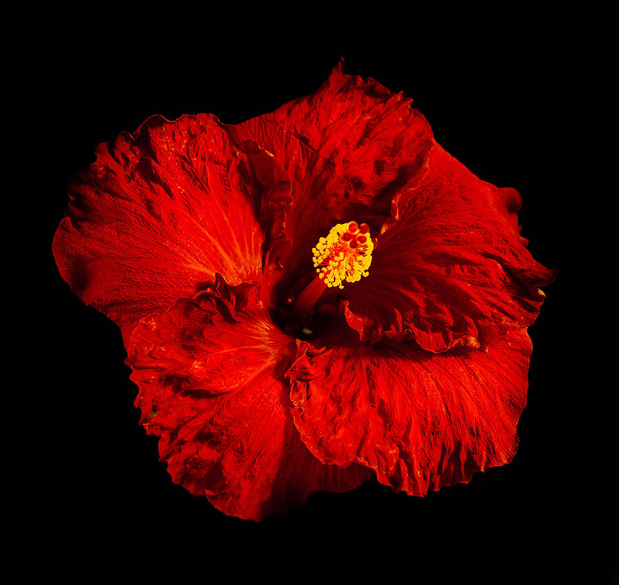 Classic Red Hibiscus Photograph by Craig Watanabe