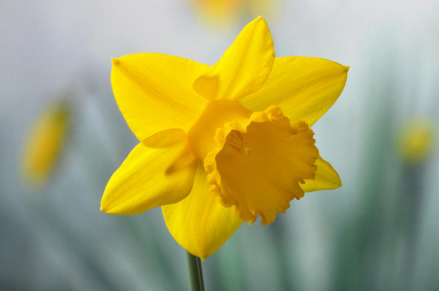Classic Spring Daffodil Photograph by Terence Davis