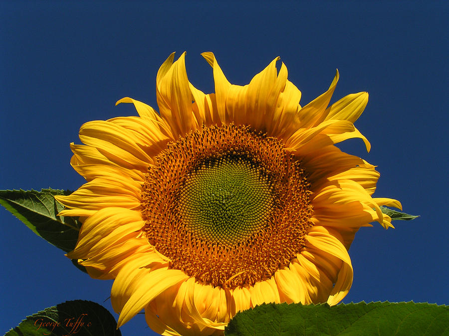 Classic sunflower Photograph by George Tuffy