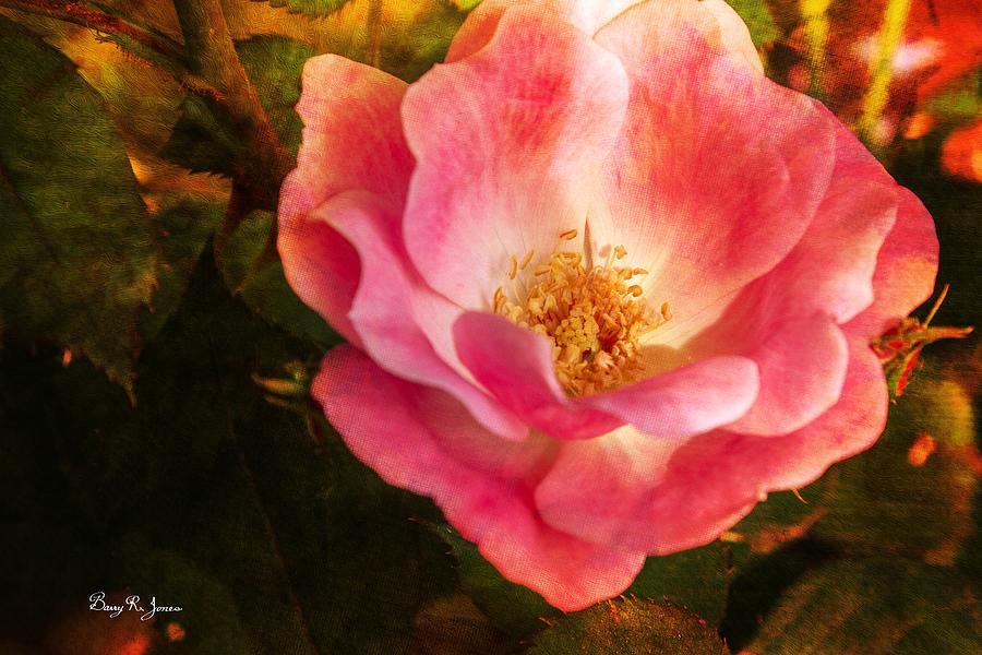 Rose - Flower - Classic Teacup Photograph by Barry Jones