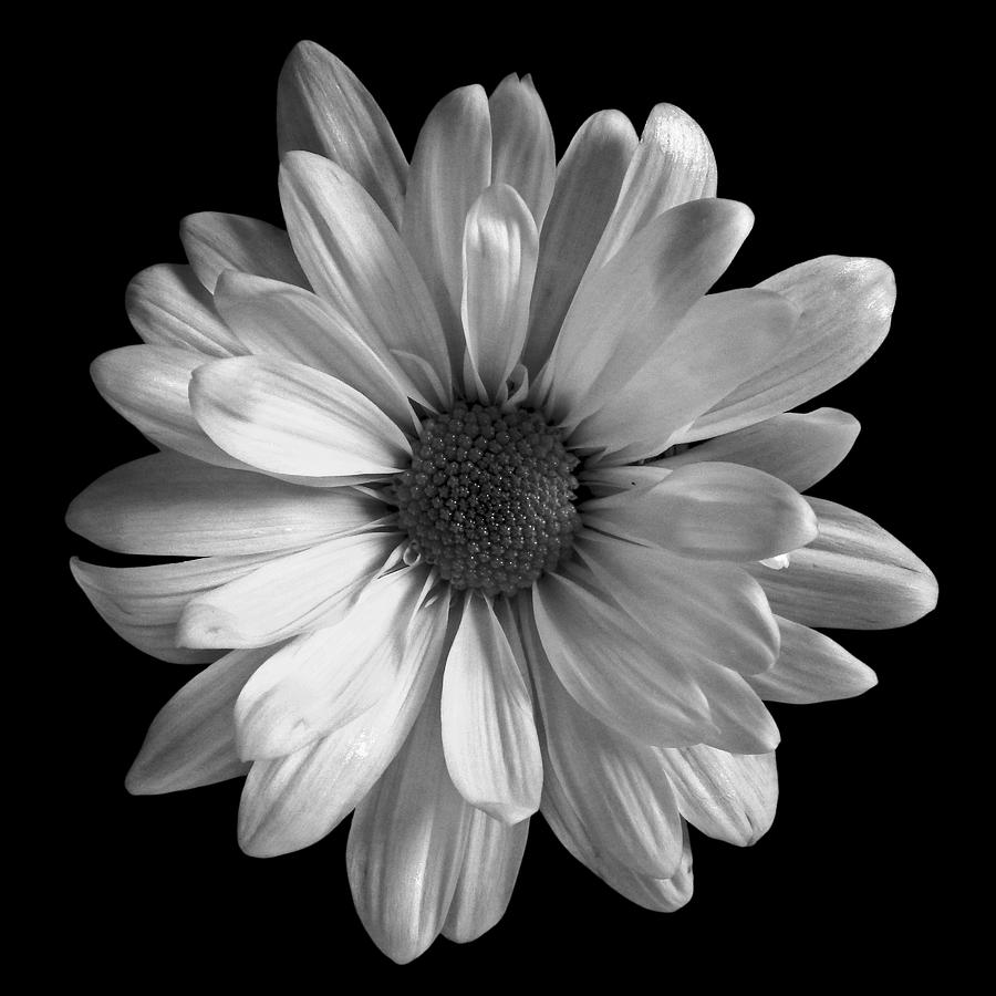 Classic White Daisy Stil Life Flower Art Print Photograph by Lily Malor